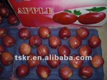  fruit   seasons  green apple red apple