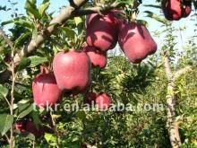 Chinese best apple huaniu apple in tianshui