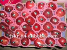 chinese fruit famous fruit red apple fruit price
