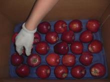 wholesale prices apple fruit of huaniu apple from china