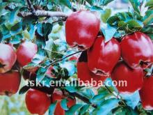 Newest delicous red fresh apple/crisp sweet apple