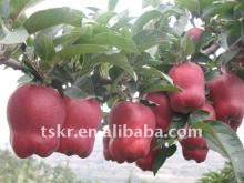 Best export worldwide red delicious Chinese apple in 2011/fresh red sweet juicy huaniu apple