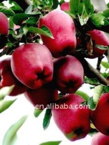 NEW arrival best quality red delicious Chinese apple in 2011/fresh red sweet juicy huaniu apple