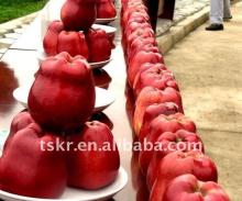 RED delicous fresh huaniu apple/juicy sweet fresh apple
