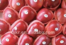 Best quality export red delicious Chinese apple in 2011/fresh red sweet juicy huaniu apple
