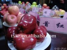 Hot sale worldwide red delicious Chinese apple in 2011/fresh red juicy huaniu apple