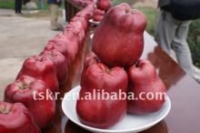 NEW arrival healty beautiful red delicious Chinese apple in 2011/fresh red sweet juicy huaniu apple