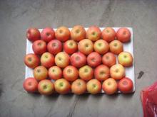 fresh fruits red american apples
