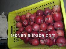 fruit red huaniu apple from china