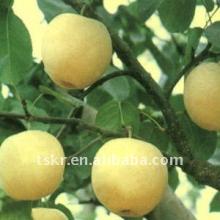 Best hot Fresh Golden Delicious Apple/juicy apple