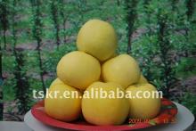 pommes golden delicious/fresh golden apple hot sale in 2011