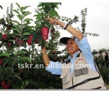 Best quality red delicious Chinese apple/fresh red juicy huaniu apple