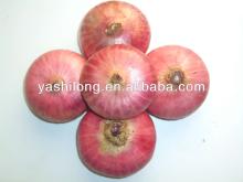 wholesale onions tasts spicy and in the best competitive price