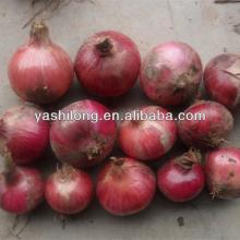 fresh onion export to dubai tastes Spicy and Hot