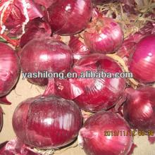 Export onion tastes Spicy and Hot in bulk in the Best Competitive price from large Factory From Chin