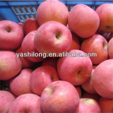 offer red hightest quality of apple fruit with the best price to fruit agents from China
