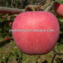 rose apple Yantai Fuji apple which is popular in market now