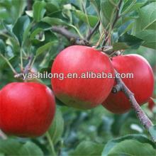 buy apples wholesale in the lowest price From Apple fruit factory