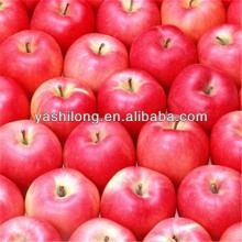 director apple of red delicious apple in the lowest price to Africa brother