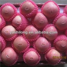 fruits of fiji with Grade A quality from china in the the best competitive price
