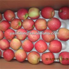 fresh red apple supplier from china sole distributor in malaysia