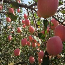 Professional Fruit Supplier Fresh Red Delicious Apple