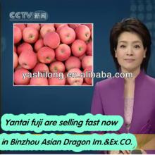 iranianwe export fresh sweet bulk apples in big facotory