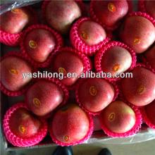 fruit   seasons  which suitable sour with sweet in reasonable price from China