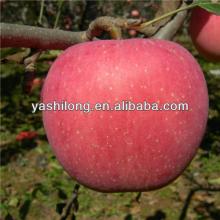 fresh fruits apples is delicious sweet in the hightest quality from China fruit factory