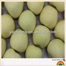 Fresh golden apple with lowest price now!!!!!