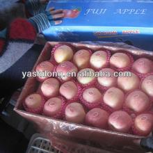 yantai apple fruit are selling fast now from big factory