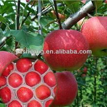 fresh apple are very delicious with good quality from Chinese apple fruit factory