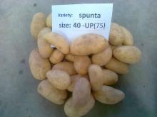 Spunta Potatoes
