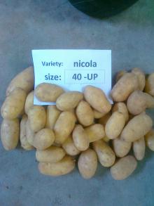 NICOLa Potatoes