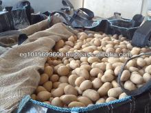 Fresh Egyptian Potato