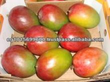 fresh  mango 
