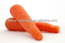 fresh baby carrots