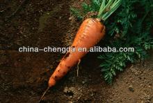 2013 fresh carrots