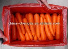 2013  fresh   chinese   carrot 