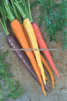 fresh carrot 2013