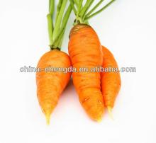 fresh bulk carrot