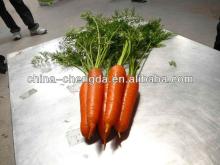 2014 new fresh carrot