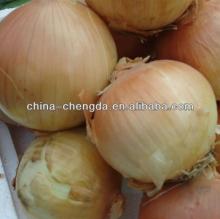 Fresh yellow onion