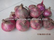 Gansu red onion(5-7cm,7-9cm)