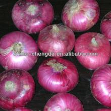 2013 new crop onion with good quality
