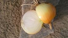 Fresh Yellow Small Onion(4-7CM)