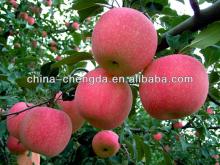 2013 New crop Fuji apple,crip and sweet