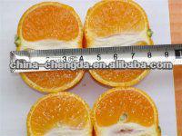 2013 baby orange(3.5-5.5cm,9kg/ctn)