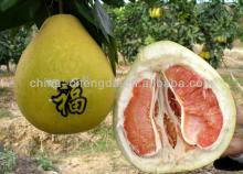 2013  Fresh  honey  pomelo ( red   pulp )
