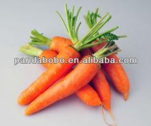 Fresh Carrot for supplier